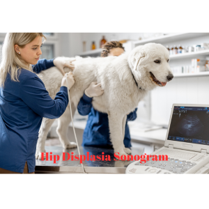 Vet performing sonogram on dog for hip displasia