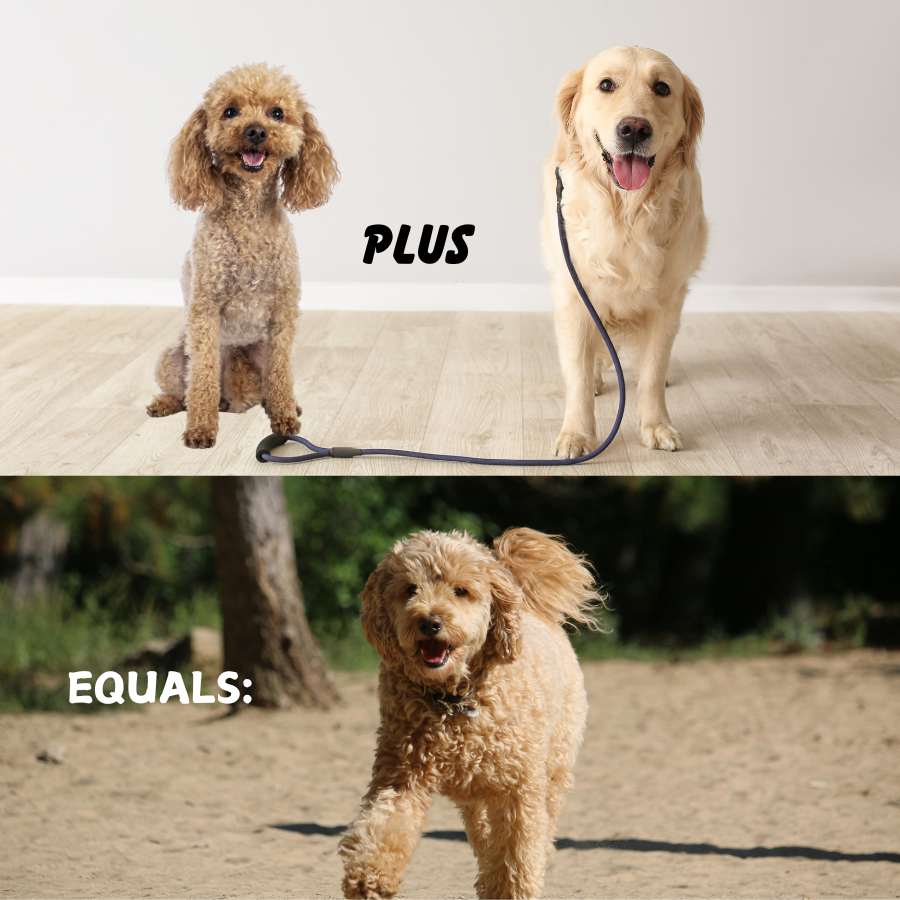 POODLE PLUS LABRADOR EQUALS LABRADOODLE PIC