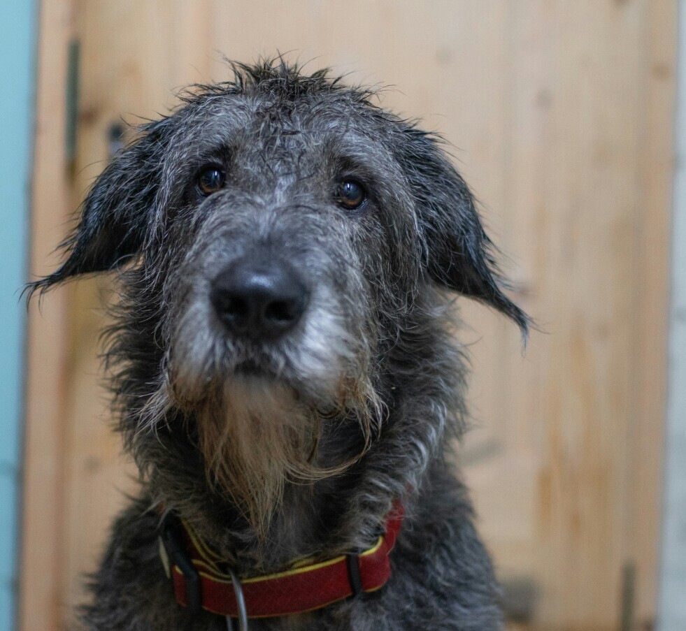 Sad Wolfhound 
