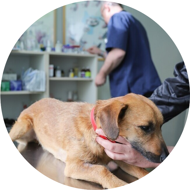 See your Veterinarian First